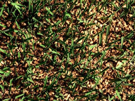 Amorimsports Infills SEO