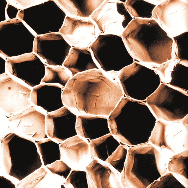 Amorimsports Cork's Cellular Structure
