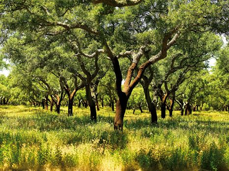 Cork_oar_forest_area.jpg