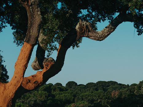 header-AMOR5312.jpg