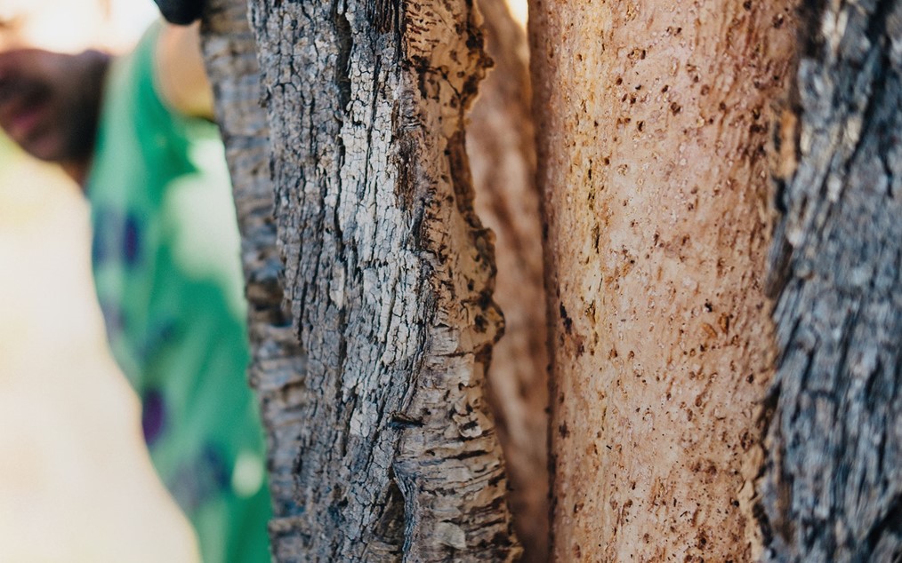 About Cork | Facts and Curiosities | Amorim Cork Solutions | Facts and ...