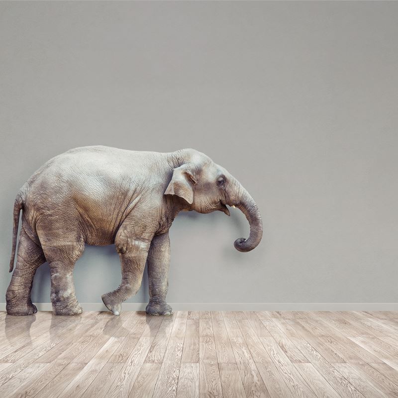 elefante_1.jpg