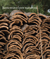 Brochura | Sustentável por Natureza | PT
